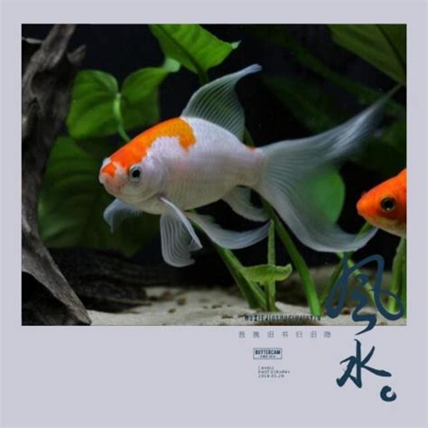 魚缸位子|魚缸千萬別這樣擺！養魚風水5大重點